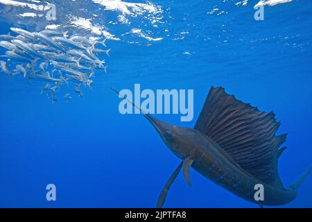 Atlantic Sailfish (Istiophorus albicans), hunting for Sardinas (Sardina pilchardus), Isla Mujeres, Yucatan Peninsula, Caribbean Sea, Mexico Stock Photo