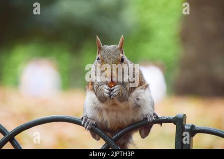 August 20, 2022, London, England, United Kingdom: A grey squirrel eats a nut given by a passer-by in St James's Park in central London. (Credit Image: © Vuk Valcic/ZUMA Press Wire) Stock Photo