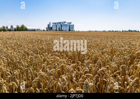 Ripening ears of meadow wheat field with agricultural silos granary towers in the background Stock Photo