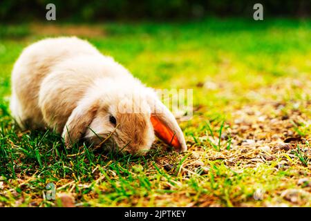 rabbits breed sheep grazing on a green lawn. Stock Photo