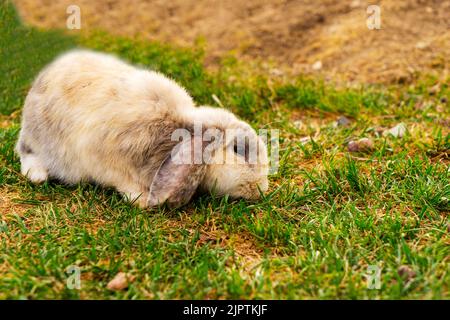 rabbits breed sheep grazing on a green lawn. Stock Photo