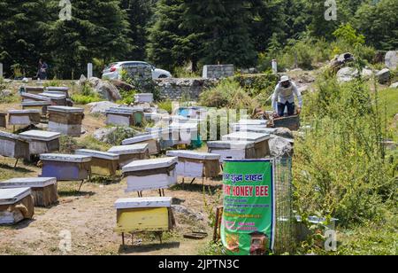 multiple boxes of beehives kept in the apiary for honey and wax farming in Himachal Pradesh, india. one beeworker harvesting honey and wax from honeyc Stock Photo