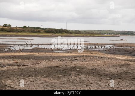 Stithians, Cornwall, UK. 20th Aug 2022. Cornwall drought bans hose pipes on 23 August. Stithians Reservoir is a reservoir situated just under a mile to the west of the village of Stithians, Cornwall, England, UK. According to South West Water, the level of the reservoir on 10 July was 57% of its capacity. Credit: kathleen white/Alamy Live News Stock Photo