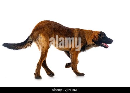 puppy Leonberger in front of white background Stock Photo