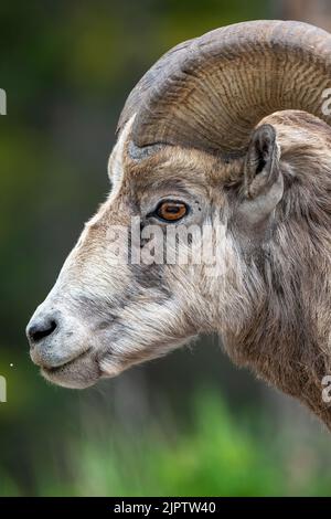 A side portrait view of a wild Bighorn sheep Stock Photo - Alamy