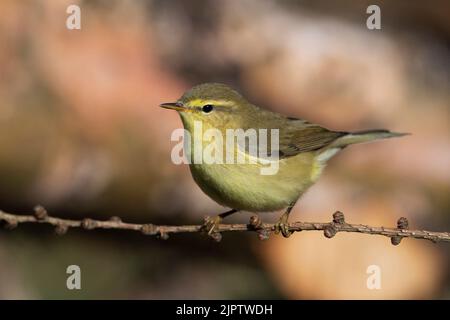 Juvenile Willow Warbler (Phylloscopus trochilus) with nice yellow colouration, Yorkshire, Great Britain. Stock Photo