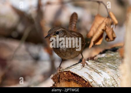 Wren (Troglodytes troglodytes) on an birch log. Stock Photo