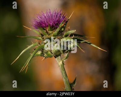 Close up of thistle on  a sunny  spring day. Stock Photo