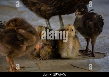 The chicks are sitting at the mother's feet. Such chicks are found in the villages and hills of Bangladesh. Stock Photo