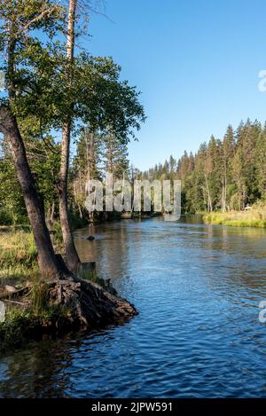 Peaceful Trinity River flows at healthy level for fish through summer despite severe drought in California. Shasta Trinity National Forest. Stock Photo