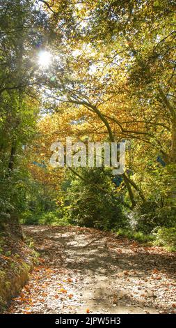 Hojas secas en el parque Natural de Collserola, Barcelona, Catalunya, España, Europa Stock Photo