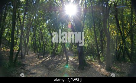 Hojas secas en el parque Natural de Collserola, Barcelona, Catalunya, España, Europa Stock Photo