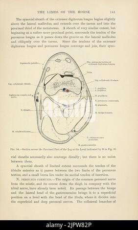 The topographical anatomy of the limbs of the horse (Page 141) Stock Photo