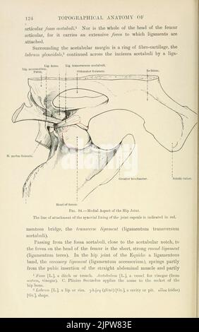 The topographical anatomy of the limbs of the horse (Page 124) Stock Photo