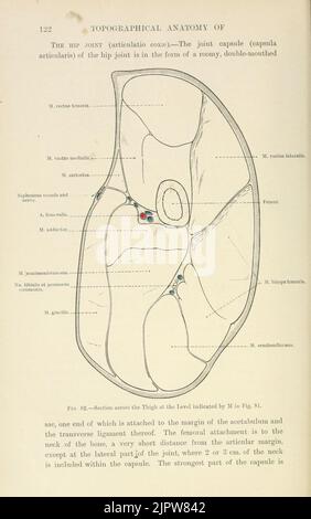 The topographical anatomy of the limbs of the horse (Page 122) Stock Photo