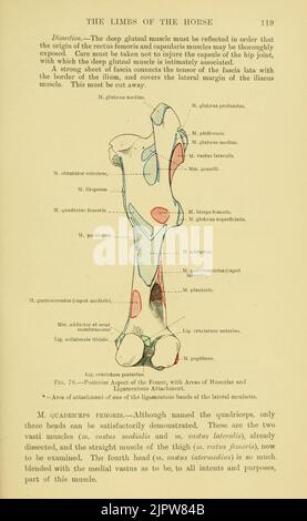 The topographical anatomy of the limbs of the horse (Page 119) Stock Photo