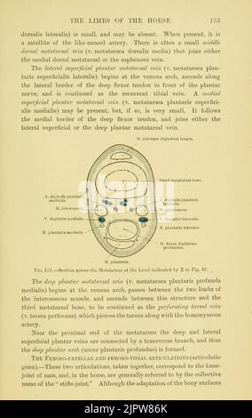 The topographical anatomy of the limbs of the horse (Page 153) Stock Photo