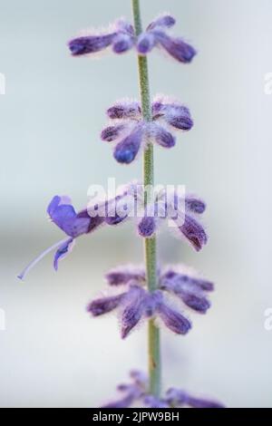 close up of small purple flowers with morning dew droplets on the petals Stock Photo