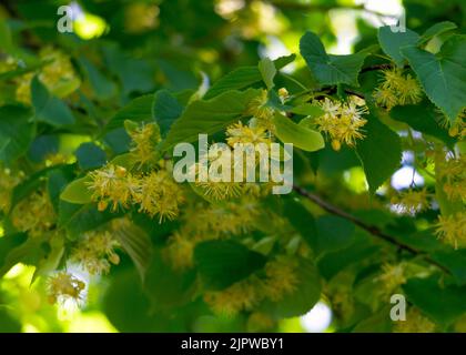 Linden flowers dried for medicinal purposes. Stock Photo