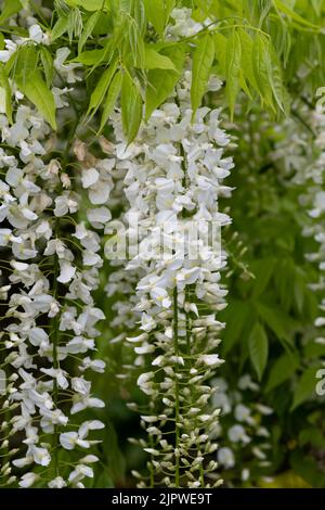 White wisteria flowers in bloom Stock Photo