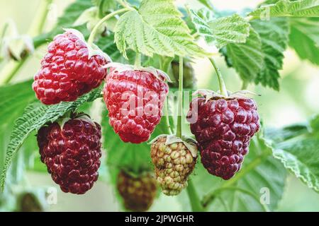Raspberry growing in the garden, ripening raspberries on branch Stock Photo