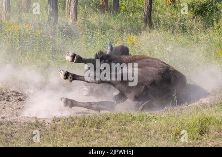 bison laying in dirt kicking up dust cloud Stock Photo