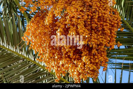Bunch of yellow dates on a tree in the Oman Stock Photo