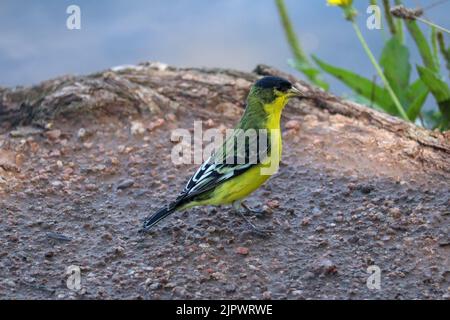 Male lesser goldfinch or Carduelis psaltria standing on the bank of Green Valley Lake in Payson, Arizona. Stock Photo