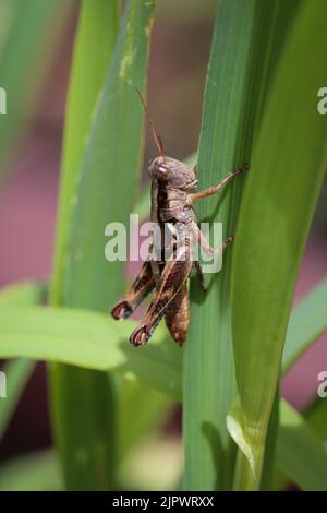 Young Spur-throated grasshopper or Melanoplus resting on a blade of grass in a garden in Payson, Arizona. Stock Photo