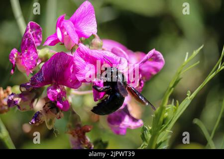 Female Western carpenter bee or Xylocopa californica feeding on a pea flower at the Tonto fish hatchery in Payson, Arizona. Stock Photo