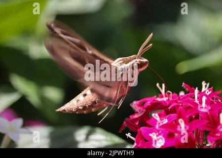 White-lined sphinx moth or Hyles lineata feeding on pink pentas flowers at the Home Depot in Payson, Arizona. Stock Photo