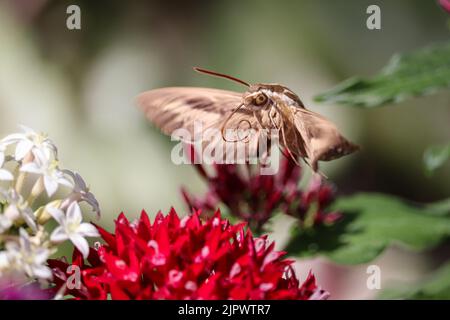 White-lined sphinx moth or Hyles lineata feeding colorful pentas flowers at the Home Depot in Payson, Arizona. Stock Photo