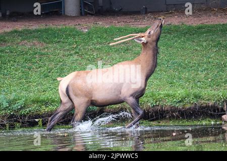 Male elk or Cervus canadensis walking through the lake at Green Valley Park in Payson Arizona. Stock Photo