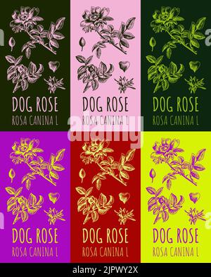 Set of vector drawing dog rose hips in various colors. Hand drawn illustration. Latin name ROSA CANINA L. Stock Vector