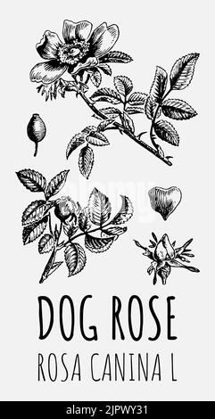 Vector drawing dog rose hips. Hand drawn illustration. Latin name ROSA CANINA L. Stock Vector