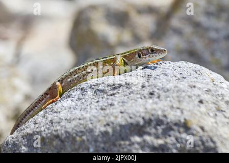 Sand lizard (Lacerta agilis) sun-basking on a rock in the morning Stock Photo