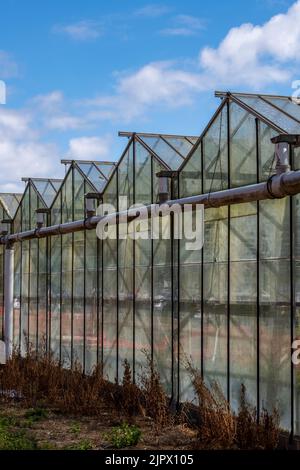 row of large industrial scale greenhouses, glasshouses at a nursery and tomato growers, commercial greenhouses or glasshouses on isle of wight farms. Stock Photo