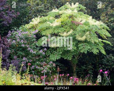 The Japanese angelica tree, Aralia elata, and Hydrangea aspera 'Villosa Group' combine in a late summer display Stock Photo