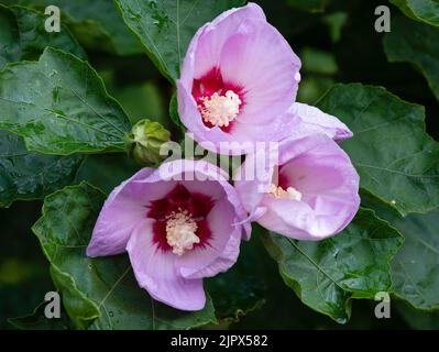 Late summer lilac flowers of the hardy deciduous shrub, Hibiscus sinosyriacus 'Lilac Queen' Stock Photo