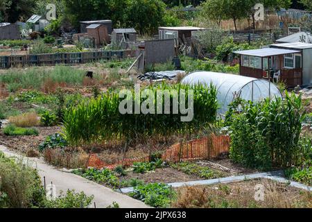 Slough, Berkshire, UK. 20th August, 2022. Vegetables on an allotment plot are being kept alive by watering. Although the recent heatwave may have ended the ground remains very dry in Berkshire. Only light rain has fallen this week. Thames Water are imposing a hose pipe ban from next Wednesday as drought conditions continue. Credit: Maureen McLean/Alamy Stock Photo