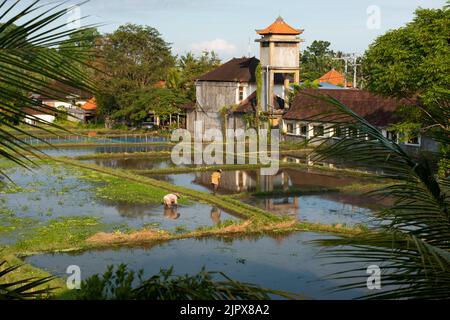 The landscape of the rice fields. Rice farmers working in the rice fields in the center of Ubud. The island Bali in indonesia in southeast asia. Stock Photo