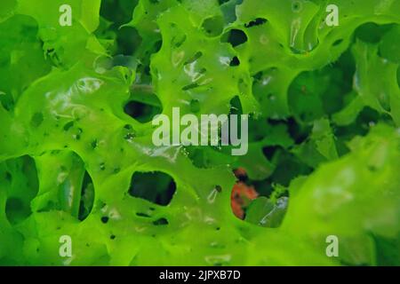 Sea lettuce edible green alga, Ulva lactuca close-up, underwater in the Atlantic ocean, Spain Stock Photo