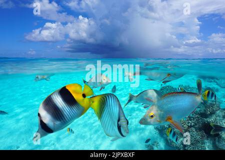 Tropical fish in the ocean and sky with cloud, seascape from water surface, split level view over and underwater, south Pacific, French Polynesia Stock Photo