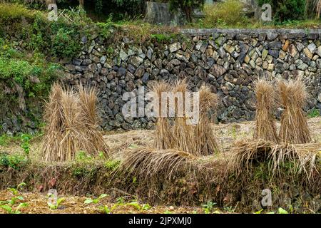 Terraced rice paddy fields provide a scenic agricultural beauty in China Stock Photo