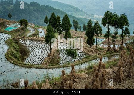 Terraced rice paddy fields provide a scenic agricultural beauty in China Stock Photo