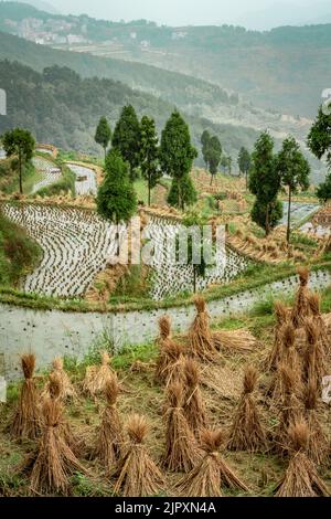 Terraced rice paddy fields provide a scenic agricultural beauty in China Stock Photo