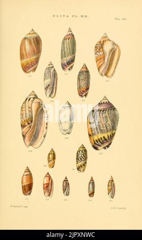 Thesaurus conchyliorum, or, Monographs of genera of shells: A ...