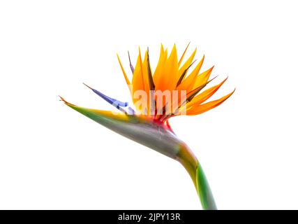 Brightly colored bird of paradise flower backlit closeup cutout isolated on white background Stock Photo