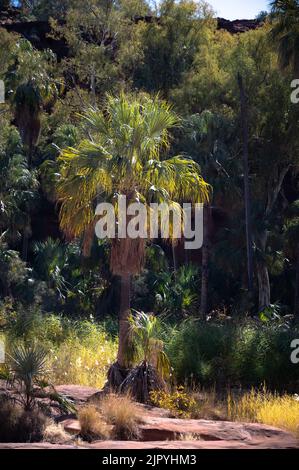 palms palm valley NT Stock Photo