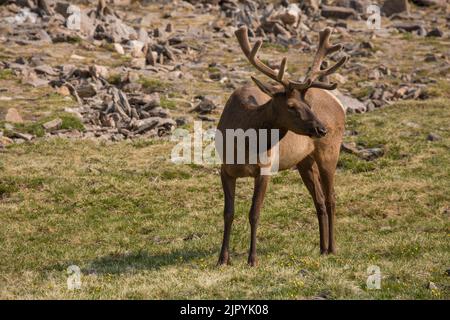 Rocky Mountain bull elk with a velvety rack in Rocky Mountain National Park in Colorado in summer Stock Photo